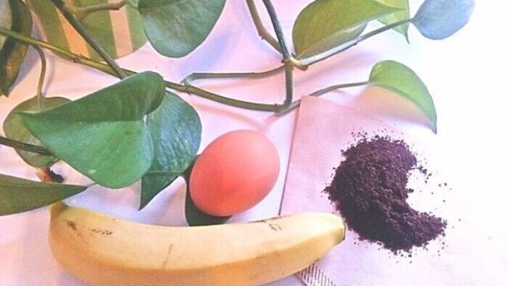 Eine Topfpflanze mit gr&uuml;nen Bl&auml;ttern liegt neben einer Banane, einem Ei und Kaffeepulver auf einem Tisch.