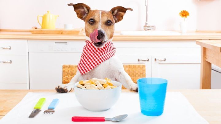 Ein Hund mit rotem Halstuch sitzt am Tisch und schleckt sich die Schnauze, w&auml;hrend er eine Sch&uuml;ssel mit Futter betrachtet.