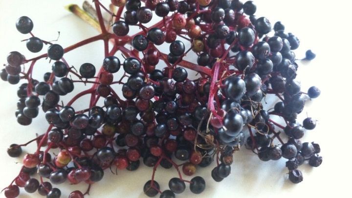 Schwarzer Holunderzweig mit saftigen, dunklen Beeren liegt auf einer hellen Oberfl&auml;che, bereit zur Verwendung bei Erk&auml;ltung.