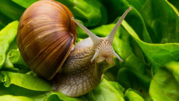 Eine Schnecke kriecht &uuml;ber frisches, gr&uuml;nes Salatblatt, w&auml;hrend sie in einem Gartenumfeld Nahrung sucht.