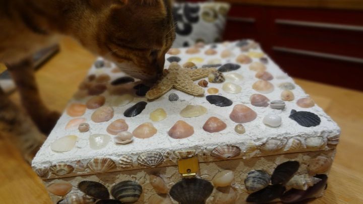 Eine dekorierte Muschelschatulle steht auf einem Tisch, w&auml;hrend eine neugierige Katze daran schnuppert.