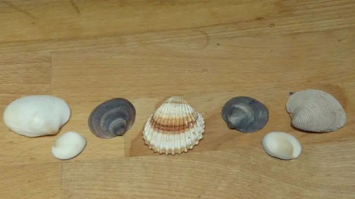Muster mit Muscheln für die Schatztruhe legen
