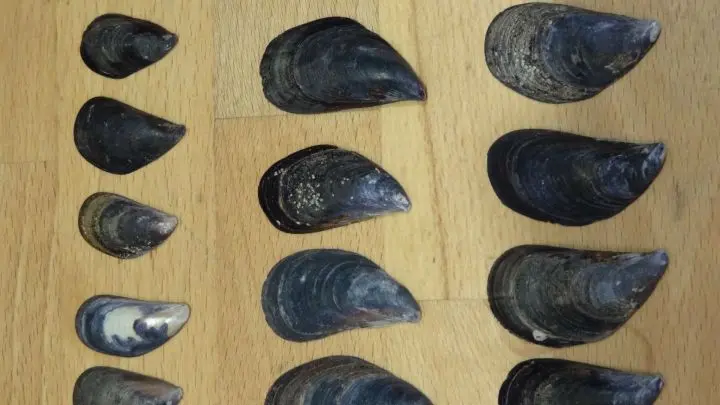 Muscheln vorsortieren