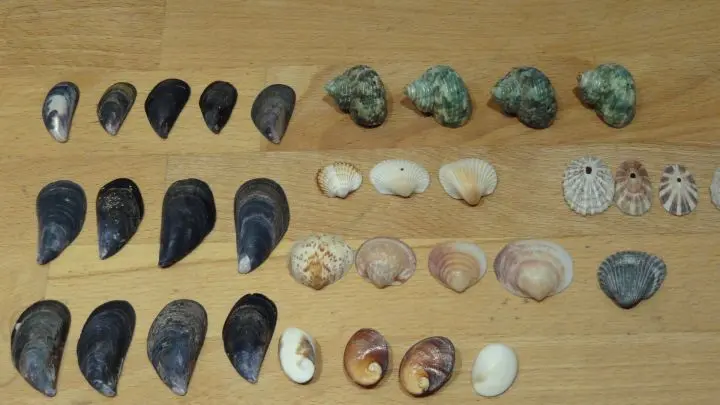 Muscheln für die Schatulle vorsortieren