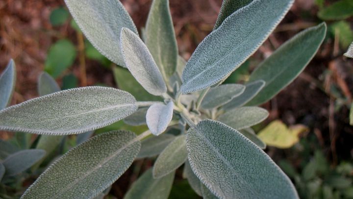 Gr&uuml;ne Salbeipflanze mit samtigen Bl&auml;ttern, die im Garten w&auml;chst und f&uuml;r ihre schmerzlindernden Eigenschaften bekannt ist.