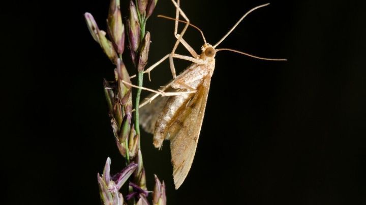 Eine helle Motte sitzt auf einem Grashalm und ist in der Umgebung einer dunklen, nat&uuml;rlichen Kulisse sichtbar.