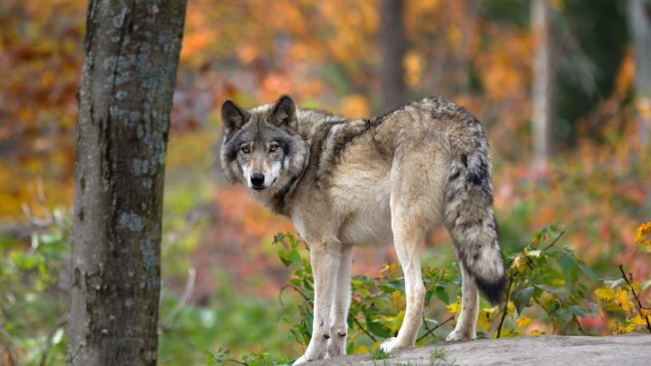 Ein Wolf steht auf einem kleinen Felsen im Wald und schaut neugierig um sich, umgeben von buntem Herbstlaub.