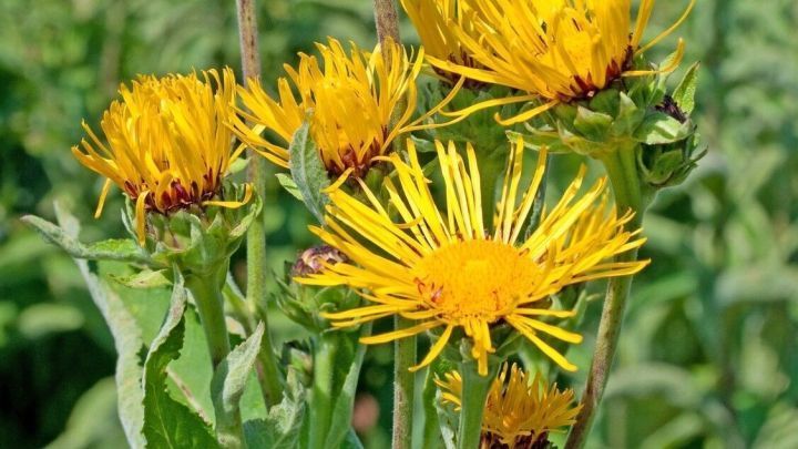 Gelbe Alantbl&uuml;ten stehen in einer Wiese, wo sie in der Sonne bl&uuml;hen und f&uuml;r die Herstellung von Beinwell-Alant-Creme genutzt werden.