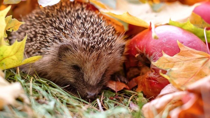 Ein Igel liegt gem&uuml;tlich zwischen bunten Herbstbl&auml;ttern und &Auml;pfeln in einer gr&uuml;nen Wiese, bereit f&uuml;r den Winter.