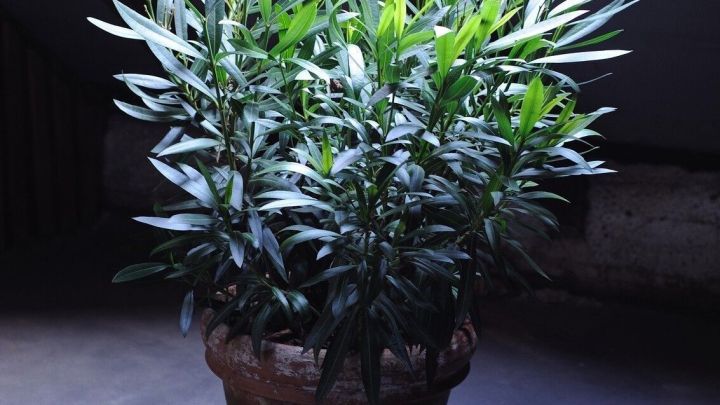 Eine K&uuml;belpflanze steht in einem hellen Dachbodenraum und w&auml;chst kr&auml;ftig, bereit f&uuml;r den Winter.