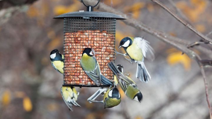 Meisen f&uuml;ttern an einem Futterhaus im Garten, w&auml;hrend die Bl&auml;tter im Herbst bunt leuchten.