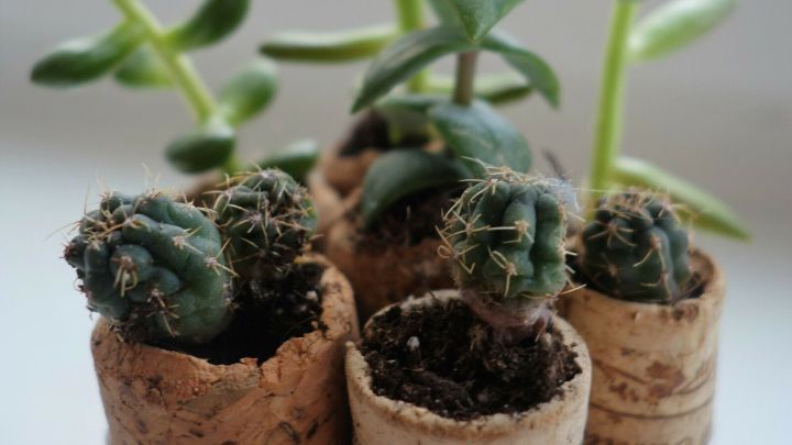 Korken dienen als Mini-Pflanztopf f&uuml;r kleine Sukkulenten, die auf einer Fensterbank platziert sind.