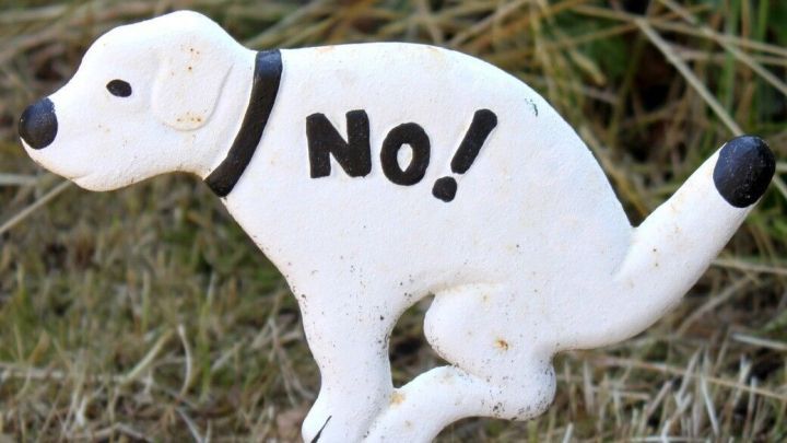 Was tun gegen Hunde und Katzenkot? Frag Mutti