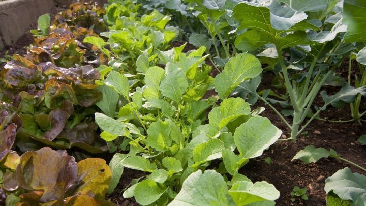 Frisches Gem&uuml;se w&auml;chst &uuml;ppig in einem Gartenbeet, umgeben von verschiedenen gr&uuml;nen Bl&auml;ttern und Erde.