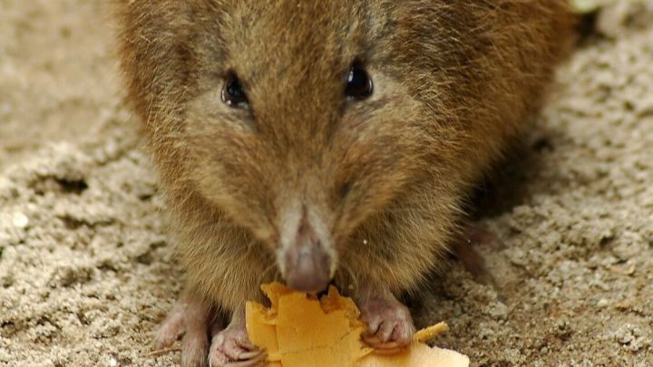 Ein kleines Tier frisst einen Snack aus orangefarbenem Material auf einem erdigen Untergrund, umgeben von nat&uuml;rlicher Umgebung.