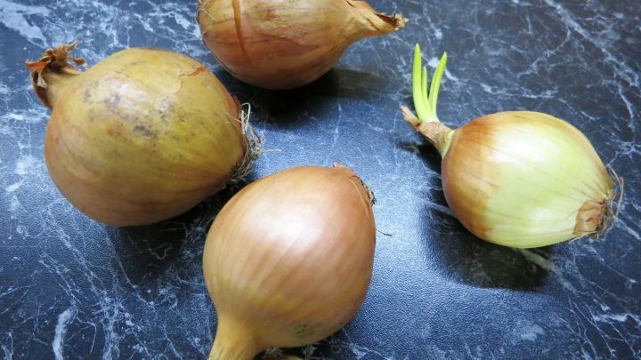 Braune Zwiebeln liegen auf einer dunklen, glatten Oberfl&auml;che, einige zeigen bereits frisches Gr&uuml;n von neuem Wachstum.