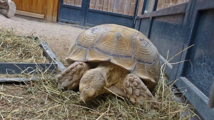 Eine Schildkr&ouml;te frisst Heu in einem Gehege im Zoo, umgeben von Holzz&auml;unen und einem ruhigen, nat&uuml;rlichen Umfeld.