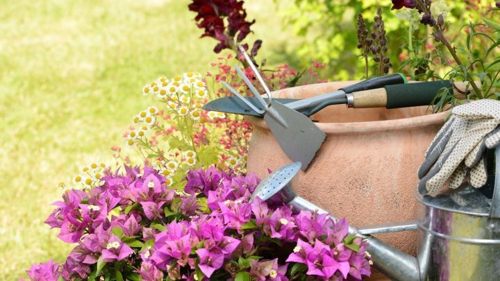 Gartenger&auml;te liegen neben einem Blumentopf mit lila Bougainvillea in einem gepflegten, gr&uuml;nen Garten.
