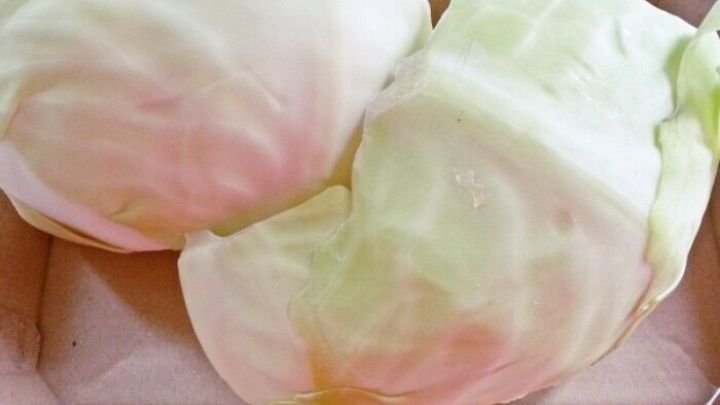 Zwei frische, gro&szlig;e Wei&szlig;kohlbl&auml;tter liegen ordentlich in einer kompakten Pappschale, bereit zur Verwendung als Kompressen.