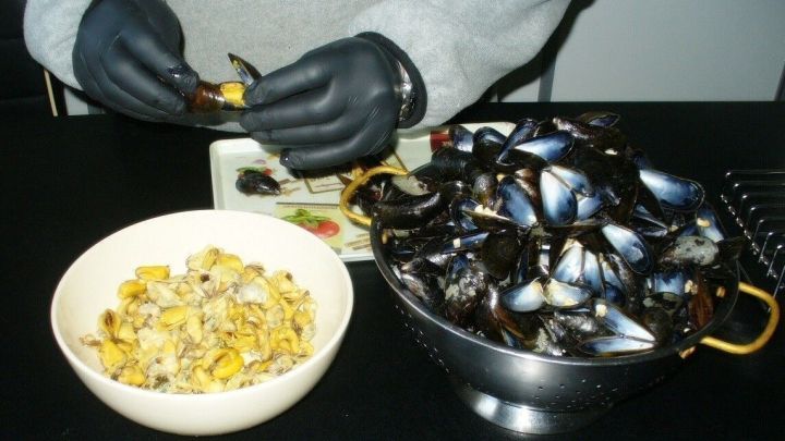 Muscheln werden von einer Person mit Handschuhen ge&ouml;ffnet, w&auml;hrend neben ihnen in einer Sch&uuml;ssel das Muschelfleisch bereitliegt.