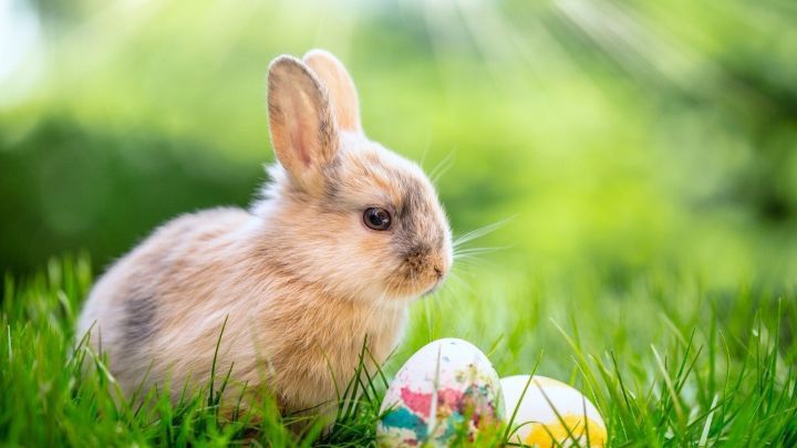 Ein s&uuml;&szlig;er Hase sitzt im Gras neben bunten Ostereiern, umgeben von frischem Fr&uuml;hlingslicht. Ideal f&uuml;r Ostereier f&auml;rben.