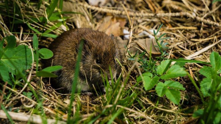 Kleine Maus sitzt in hohem Gras und sucht nach Nahrung in einem nat&uuml;rlichen, gr&uuml;nen Umfeld.