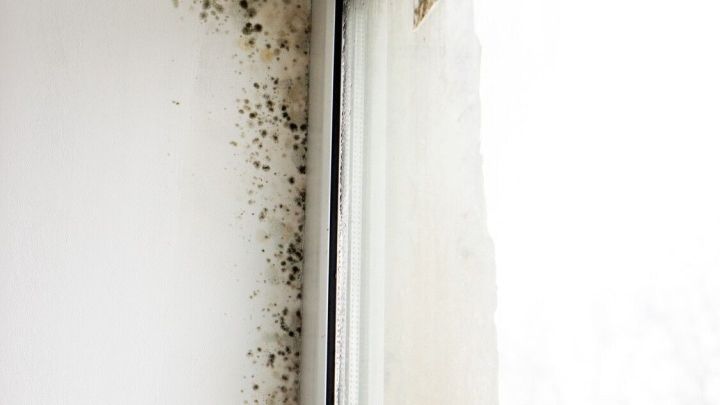 Schimmel bildet sich in der Ecke eines Fensters, was auf feuchte Bedingungen im Raum hinweist.