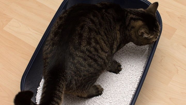 Eine Katze steht in einer Katzentoilette und schn&uuml;ffelt an der Streu, die auf einem hellen Fu&szlig;boden liegt.