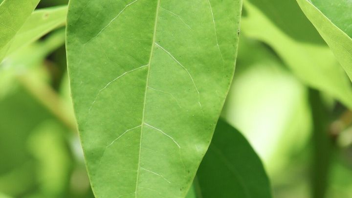 Gr&uuml;ne Bl&auml;tter wachsen kr&auml;ftig, umgeben von anderen Pflanzen im Hintergrund, die einen nat&uuml;rlichen Lebensraum bilden.