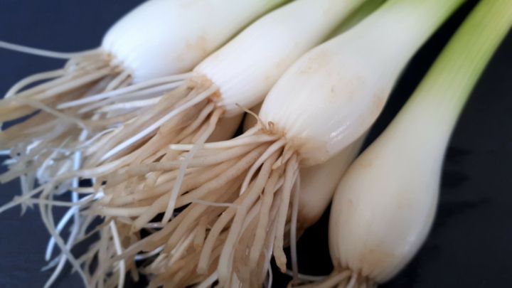Frische Lauchzwiebeln liegen nebeneinander, mit zarten Wurzeln und knackigen gr&uuml;nen Halmen auf einem dunklen Hintergrund.