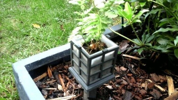 Ein verblasstes Solarlicht dient als Pflanzgef&auml;&szlig; f&uuml;r eine kleine Pflanze, die in einem Gartenbeet w&auml;chst.