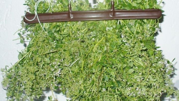 Frische Kr&auml;uter h&auml;ngen an einem B&uuml;gel, um an einem trockenen Ort f&uuml;r die weitere Verwendung getrocknet zu werden.