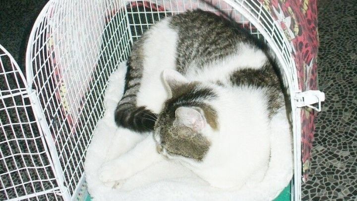 Eine Katze liegt entspannt in einem Transportkorb, der mit einem weichen Kissen ausgelegt ist.