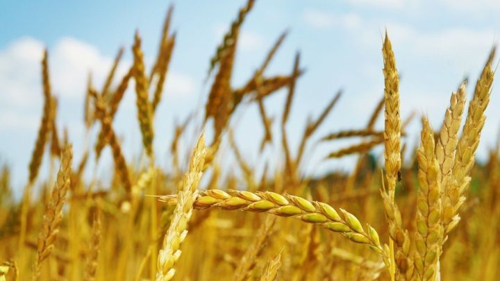 Goldene &Auml;hren stehen im Wind, unter einem blauen Himmel, was die Erntezeit und gesunde Ern&auml;hrung symbolisiert.