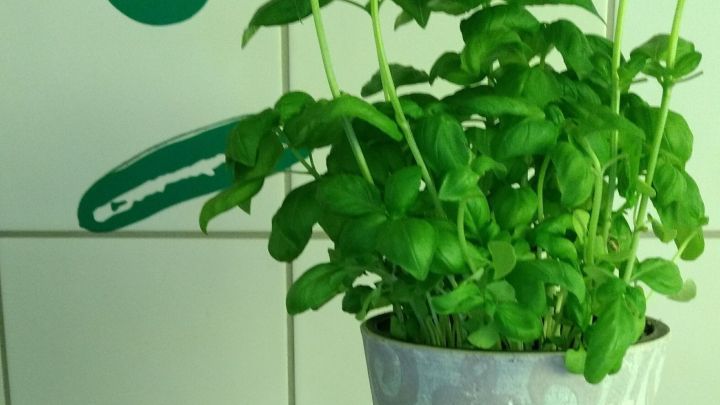 Ein Basilikumtopf mit frischen Bl&auml;ttern steht neben einem Messbecher auf einer K&uuml;chentheke, bereit zur Verwendung.