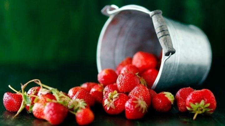 Frische Erdbeeren liegen verstreut um einen umgekippten Eimer, auf einem dunkelgr&uuml;nen Untergrund.