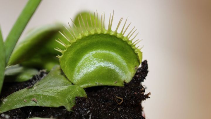 Eine Venusfliegenfalle ruht im Erde, w&auml;hrend sie auf die Winterruhe vorbereitet, um die kalte Jahreszeit zu &uuml;berstehen.