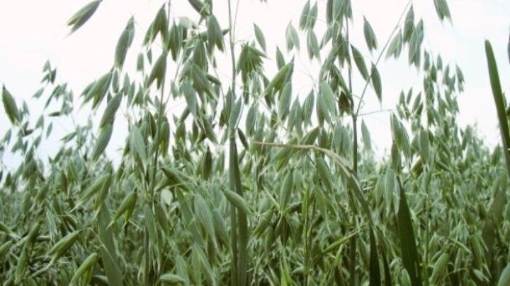 Hohe Haferpflanzen wiegen sich sanft im Wind unter einem klaren Himmel in einem weitl&auml;ufigen Feld.