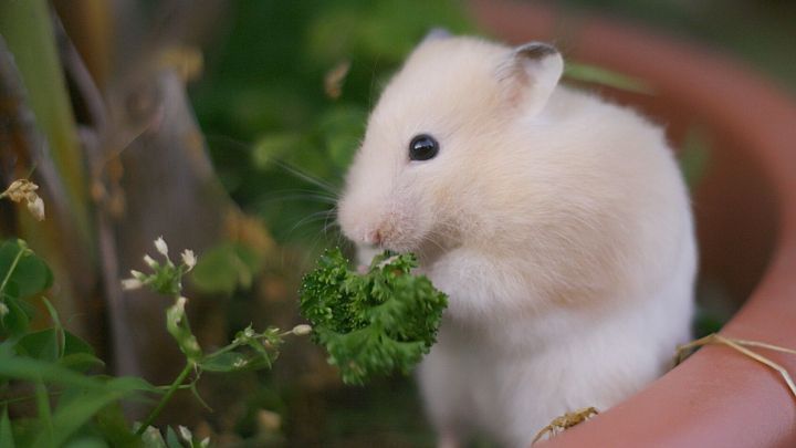 Ein Hamster knabbert frische Petersilie in einem Blumentopf, umgeben von gr&uuml;nen Pflanzen im nat&uuml;rlichen Umfeld.