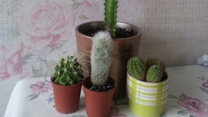 Hohe Kakteen stehen in T&ouml;pfen auf einem Tisch, umgeben von bl&uuml;henden W&auml;nden, ideal f&uuml;r den Herbst.