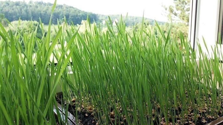 Gr&uuml;ne Weizengr&auml;ser wachsen in T&ouml;pfen am Fenster, w&auml;hrend Sonnenlicht das Zimmer beleuchtet und die H&uuml;gel im Hintergrund sichtbar sind.
