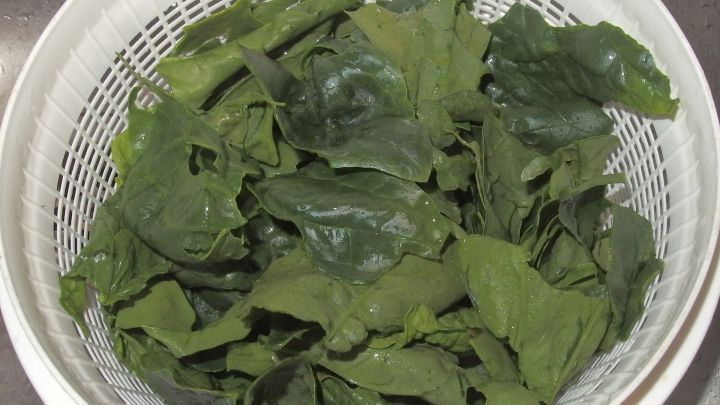 Frisch gewaschene Spinatsalatbl&auml;tter liegen in einem Sieb und sind bereit zur weiteren Verarbeitung in einem Gericht.