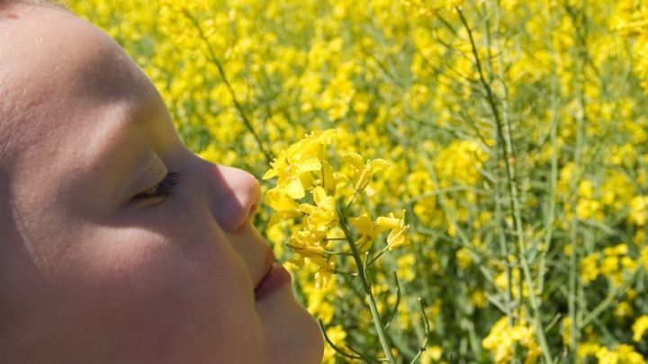Ein Kind riecht an einer leuchtend gelben Blumenpflanze in einem weitl&auml;ufigen, sonnigen Rapsfeld.