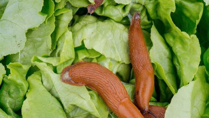 Braune Nacktschnecken kriechen &uuml;ber frische gr&uuml;ne Salatbl&auml;tter, umgeben von einem Garten- oder K&uuml;chenumfeld.