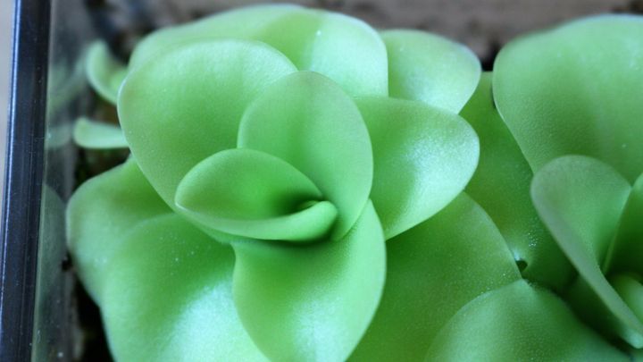 Fettkraut zeigt saftige, gr&uuml;ne Bl&auml;tter, die in einer nat&uuml;rlichen Umgebung wachsen und die frische, fleischfressende Pflanze repr&auml;sentieren.