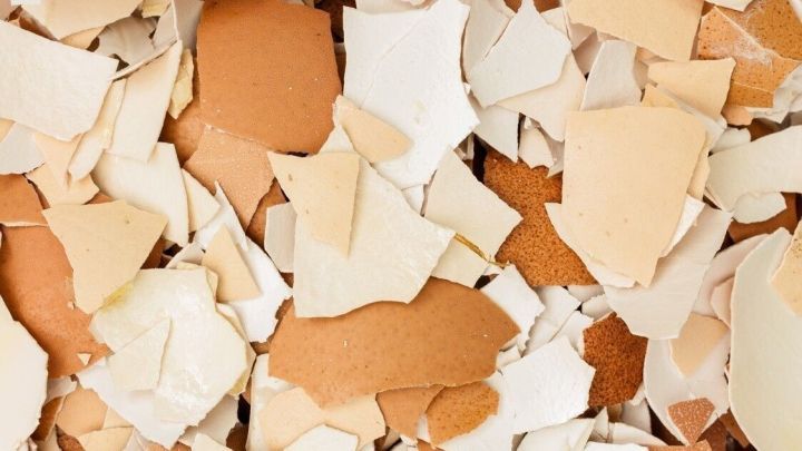 Zerbrochene Eierschalen liegen dicht beieinander und werden als Kalkzusatzfutter in der Tierern&auml;hrung verwendet.