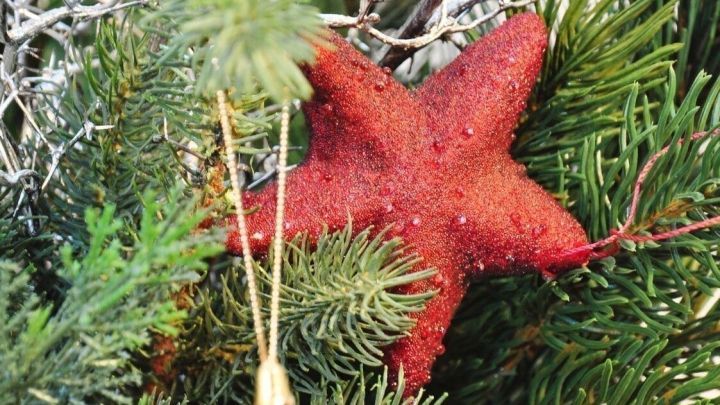 Eine rote Weihnachtskugel und ein glitzernder Stern h&auml;ngen zwischen gr&uuml;nen Tannenzweigen, die weihnachtliche Stimmung verleihen.