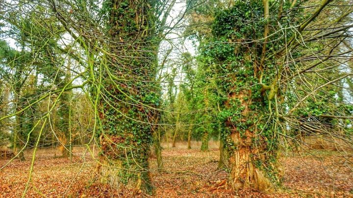 Zwei von Efeu &uuml;berwucherte B&auml;ume stehen in einem ruhigen Wald, w&auml;hrend das Laub am Boden sanft leuchtet.