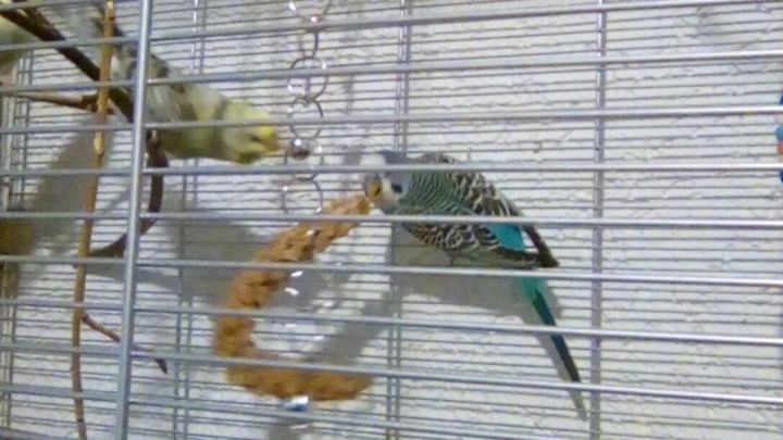 Ein Vogelk&auml;fig mit mehreren Wellensittichen, die an einer Hirsehalterrung fressen, umgeben von einem schlichten Hintergrund.