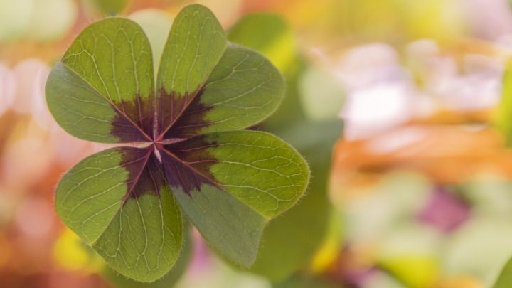 Ein vierbl&auml;ttriges Kleeblatt steht im Fokus, w&auml;hrend es in einer unscharfen Umgebung leuchtet, Symbol f&uuml;r Gl&uuml;cksbringer.
